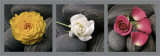 Roses et Galets Affiches par Laurent Pinsard