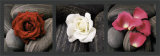 Roses on Stones Print by Laurent Pinsard