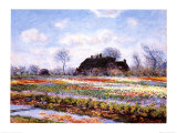 Tulip Fields at Sasenheim Prints by Claude Monet