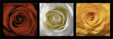 Coeurs de Roses Prints by Laurent Pinsard
