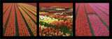Tulipes de Hollande Prints by Laurent Pinsard