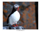 curious puffin Fotografisk tryk af AdventureArt