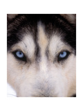Focus - Husky Eyes Photographic Print by AdventureArt 