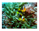 Twobar Anemonefish Photographic Print by Eugene Williams