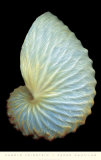 Paper Nautilus Prints by Harold Feinstein