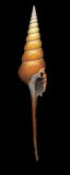 Spindle Tibia Posters by Harold Feinstein