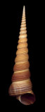 Ligar Screw Shell Affiches par Harold Feinstein