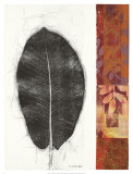 Leaf Study II Prints by Kerry Vander Meer