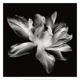Radiant Tulip I Posters van Donna Geissler