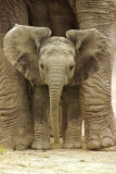 Big Ears Prints