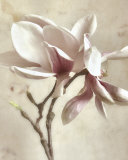 Pink Magnolia II Posters par Donna Geissler