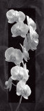 Orchid Opulence I Affiche par Katrina Craven