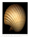 African Fan Scallop Prints by Harold Feinstein
