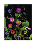 Summer Zinnia Affiches par Susan Barmon