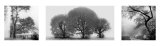 Evening Dew Prints by Harold Silverman