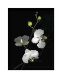 Orchid II Art by Susan Barmon