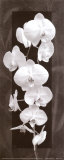 Orchid Opulence II Affiches par Katrina Craven