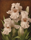 Iris Illumination II Kunstdrucke von Igor Levashov