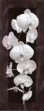 Orchid Opulence II Láminas por Katrina Craven Orchid Opulence II Láminas por Katrina Craven