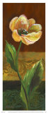 Mohn Kunstdrucke von Thomas Wood