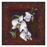 Orchid Study I Prints by Thomas Wood