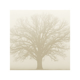 Soft Light I Prints by Adam Brock