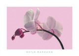 Orchid Radiance Pôsters por Katja Marzahn Orchid Radiance Pôsters por Katja Marzahn