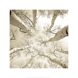 Silver Birch Print by Adam Brock Silver Birch Print by Adam Brock