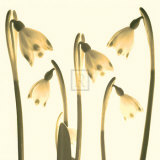 Snowdrop Cluster Art by Katja Marzahn