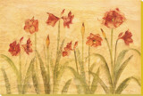 Row of Red Amaryllis Stretched Canvas Print by Cheri Blum