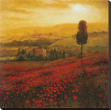 Shades of Poppies Stretched Canvas Print by Steve Thoms Shades of Poppies Stretched Canvas Print by Steve Thoms