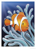 A Clown Fish Swimming by Sea Anemones Affiches