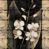 Orchids in Bloom I Posters by John Seba