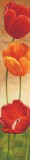 Dolcezza Tulipani Prints by Maria Grazia Luffarelli