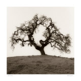 Hillside Oak Tree Posters by Alan Blaustein Hillside Oak Tree Posters by Alan Blaustein