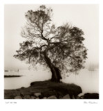 Coast Oak Tree Prints by Alan Blaustein