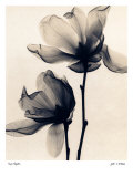Saucer Magnolia Posters par Judith Mcmillan