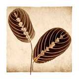 Maranta Leaves Láminas por Michael Mandolfo Maranta Leaves Láminas por Michael Mandolfo