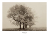Harmony in Fog Print by Igor Svibilsky