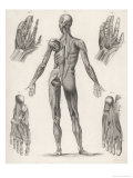 Showing Muscles of Body Hands and Feet Giclee Print by G. Aikmann