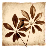 Cassava Leaves Print by Michael Mandolfo