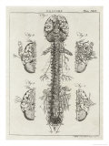 Brain and Spinal Column Gicléedruk van A. Bell Brain and Spinal Column Gicléedruk van A. Bell