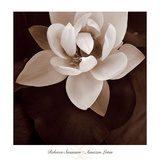 Amazon Lotus Prints by Rebecca Swanson