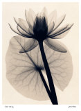 Tropical Water Lily Affiches par Judith Mcmillan