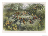Musical Elf Teaches the Young Birds to Sing Giclee Print by Richard Doyle