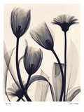 Tulip and Daisy Affiches par Judith Mcmillan