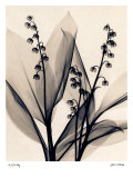 Lily of the Valley Prints by Judith Mcmillan
