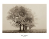 Harmony in Fog Poster van Igor Svibilsky