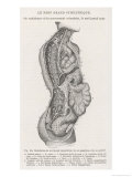 The Nervous System of the Spine Giclee Print by Louis Figuier