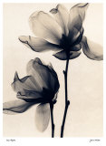 Saucer Magnolia Poster by Judith Mcmillan